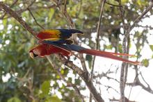 ALO, Scarlet Macaw (ML434733041, photo by Janet Stevens from Macaulay Library).