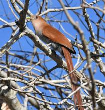 CUAPPACH-TŌTŌ-TL, Squirrel Cuckoo (ML431536351, photo by Julien Amsellem from Macaulay Library).