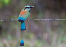 XIHUA-PAL-QUECHŌL, Turquoise-browed Motmot (ML434528501, photo by Guillermo Saborío Vega from Macaulay Library).