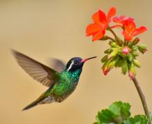 ECA-HUITZITZI-LI, White-eared Hummingbird (ML432136931, photo by Esteban Matias from Macaulay Library)