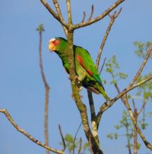 COCHO, White-fronted Amazon (ML464384391, photo by Margaret Barrow-Smith from Macaulay Library).