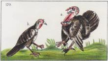 TŌTO-LIN, turkeys (Dibble & Anderson, 1963, Figure 170, after Paso y Troncoso).