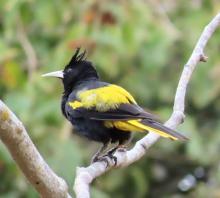 AYO-CUAN1, Yellow-winged Cacique (ML432006541, photo by Suzanne Roberts from Macaulay Library).